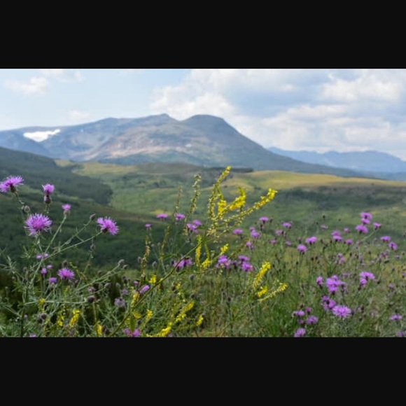 Meet your Posher, Riley - Picture 1 of 1